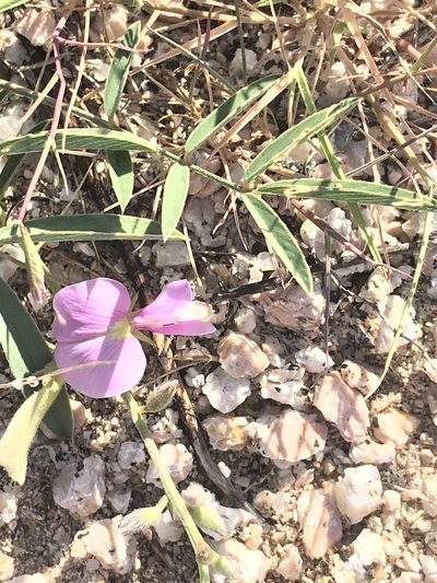 Tephrosia palmeri, photographed by Sula Vanderplank