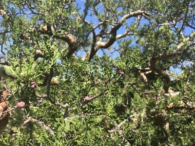 Bursera exequielii, photographed by Sula Vanderplank