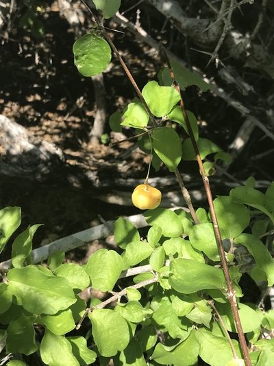 Malpighia diversifolia, photographed by Sula Vanderplank