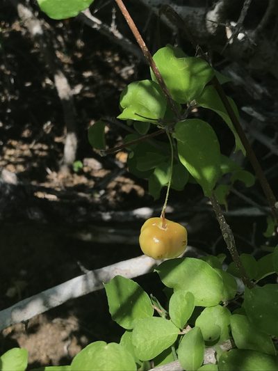 Malpighia diversifolia, photographed by Sula Vanderplank
