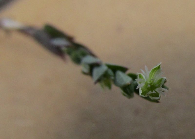 Drymaria xerophylla, photographed by Carlos Martorell
