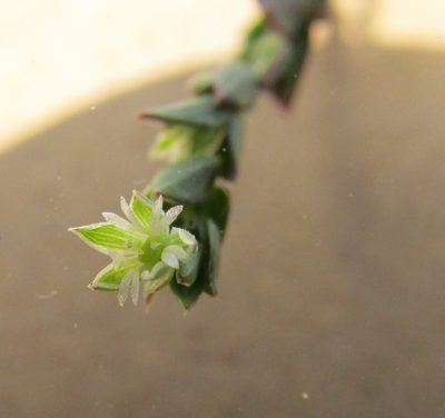 Drymaria xerophylla, photographed by Carlos Martorell