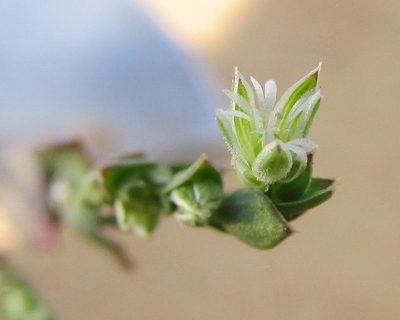 Drymaria xerophylla, photographed by Carlos Martorell