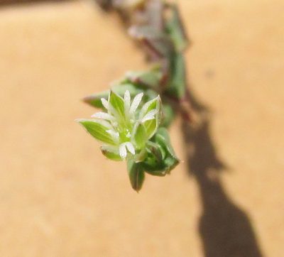Drymaria xerophylla, photographed by Carlos Martorell