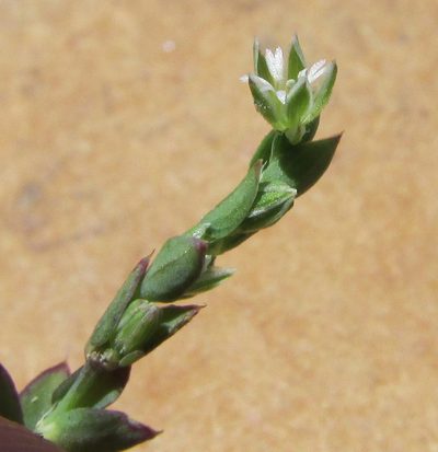 Drymaria xerophylla, photographed by Carlos Martorell