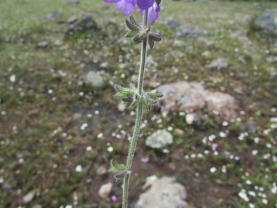 Salvia nana, photographed by Carlos Martorell