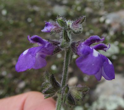 Salvia nana, photographed by Carlos Martorell