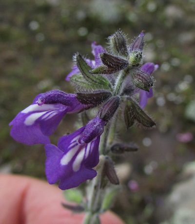 Salvia nana, photographed by Carlos Martorell