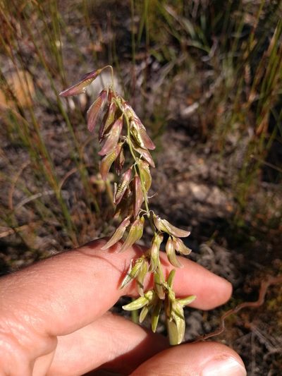 Ehrharta capensis, photographed by Seth Musker