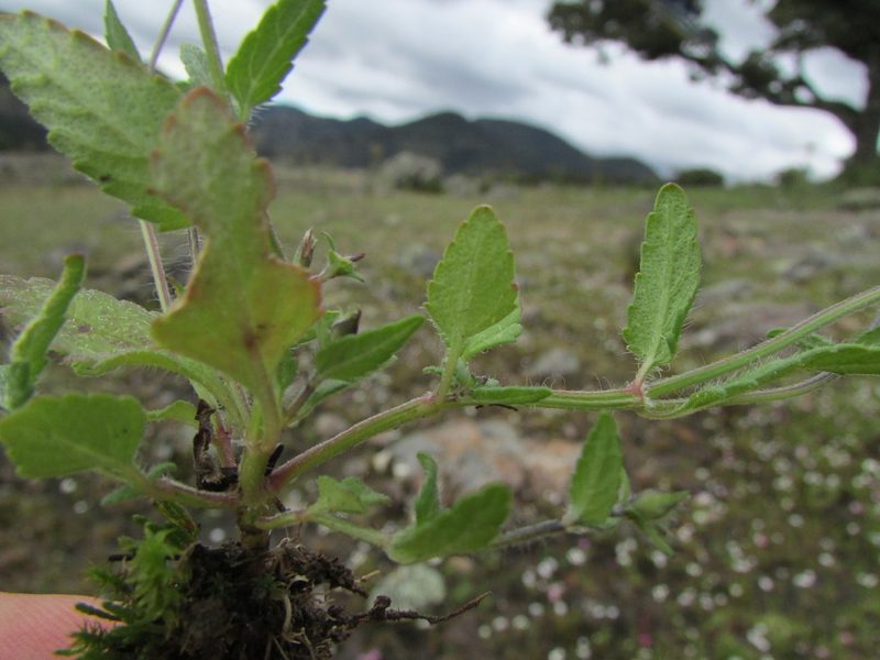 Salvia tetramerioides, photographed by Carlos Martorell