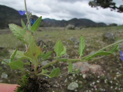 Salvia tetramerioides, photographed by Carlos Martorell