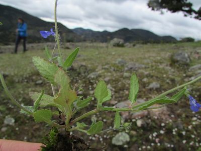 Salvia tetramerioides, photographed by Carlos Martorell