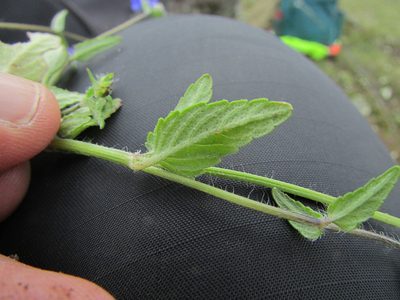 Salvia tetramerioides, photographed by Carlos Martorell