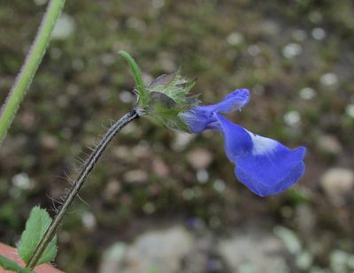 Salvia tetramerioides, photographed by Carlos Martorell