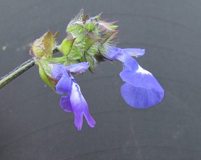 Salvia tetramerioides, photographed by Carlos Martorell