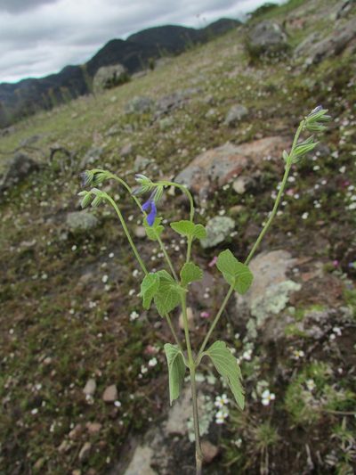 Salvia leptostachys, photographed by Carlos Martorell