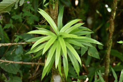 Podocarpus matudae, photographed by Alan Rockefeller