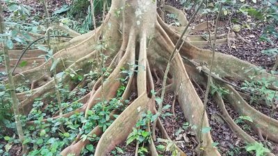 Ficus variegata, photographed by Peter Brastow