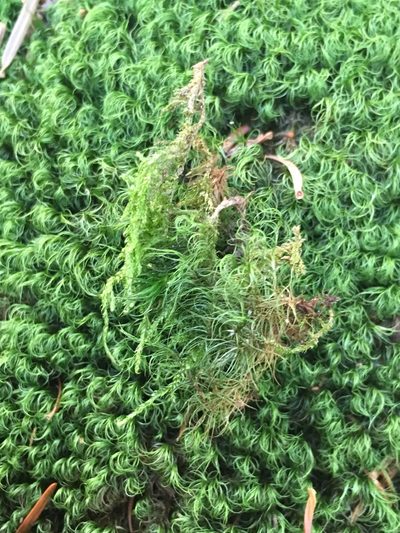 Paraleucobryum longifolium, photographed by Peter Gabler