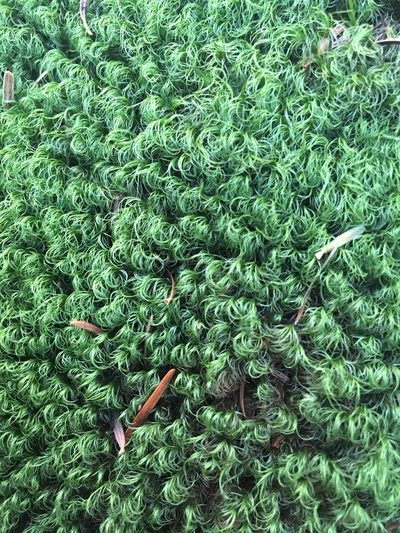 Paraleucobryum longifolium, photographed by Peter Gabler