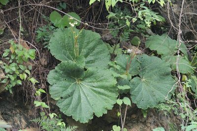 Begonia monophylla, photographed by adel-fridus