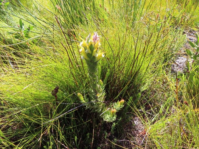 Mimetes palustris, photographed by linkie