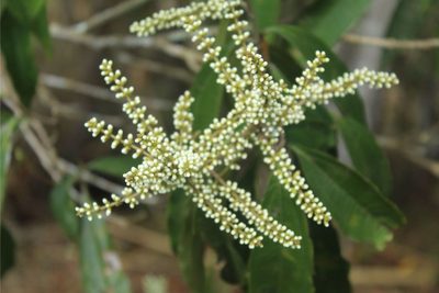 Miconia spicellata, photographed by Andrés Ramírez-Barrera