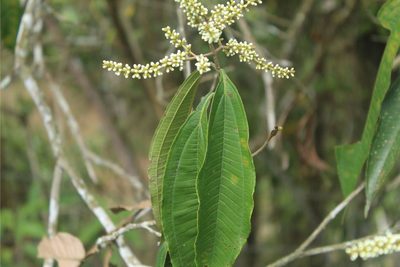Miconia spicellata, photographed by Andrés Ramírez-Barrera