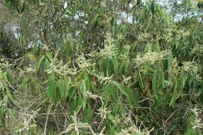 Miconia spicellata, photographed by Andrés Ramírez-Barrera