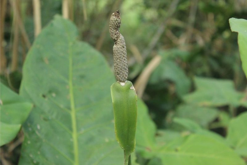 Anthurium caucavallense, photographed by Andrés Ramírez-Barrera