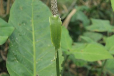 Anthurium caucavallense, photographed by Andrés Ramírez-Barrera