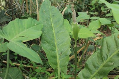 Anthurium caucavallense, photographed by Andrés Ramírez-Barrera