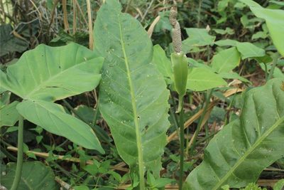 Anthurium caucavallense, photographed by Andrés Ramírez-Barrera