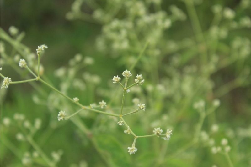 Pfaffia iresinoides, photographed by Andrés Ramírez-Barrera