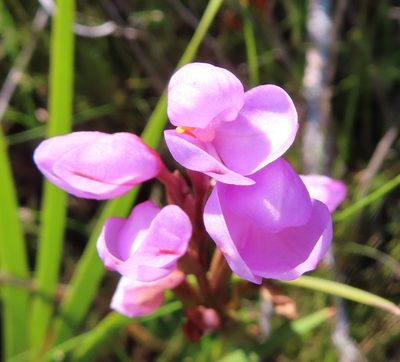 Disa pillansii, photographed by linkie