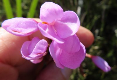 Disa pillansii, photographed by linkie