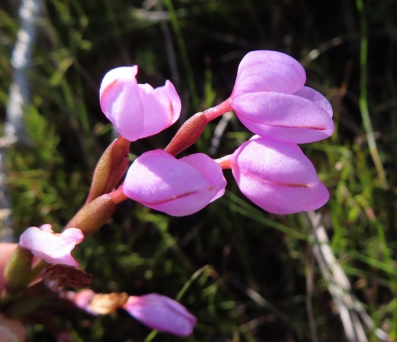 Disa pillansii, photographed by linkie