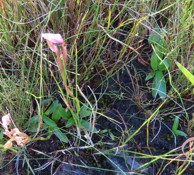 Disa pillansii, photographed by linkie