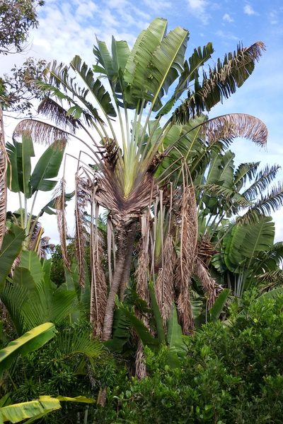 Ravenala madagascariensis, photographed by Kristof Zyskowski
