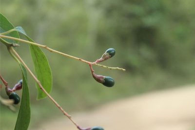 Aiouea montana, photographed by Andrés Ramírez-Barrera