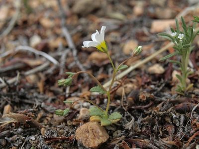 Linanthus inyoensis, photographed by Jim Morefield