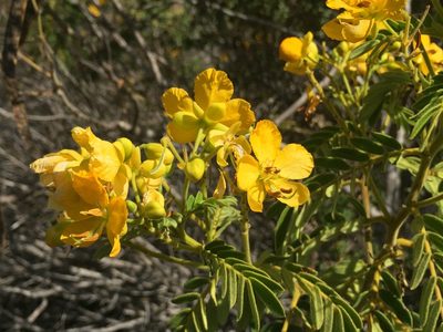 Senna multiglandulosa, photographed by David A. Krause