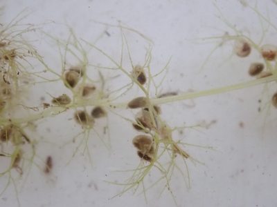 Utricularia stellaris, photographed by Wilderness Safaris Botswana - Conservation Team