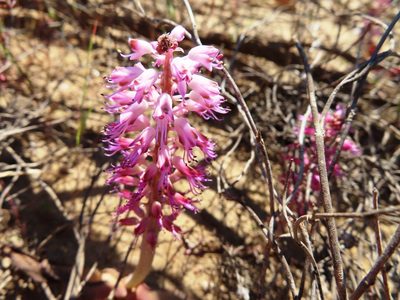 Lachenalia nardousbergensis, photographed by linkie