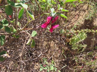 Indigofera intermedia, photographed by linkie