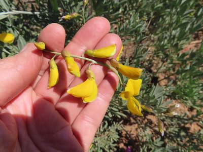 Calobota cytisoides, photographed by linkie