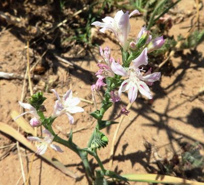 Lapeirousia divaricata, photographed by linkie
