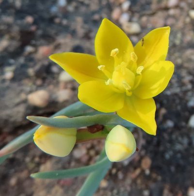Eliokarmos rupestris, photographed by linkie