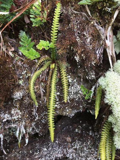 Dasygrammitis crassifrons, photographed by Leon Perrie