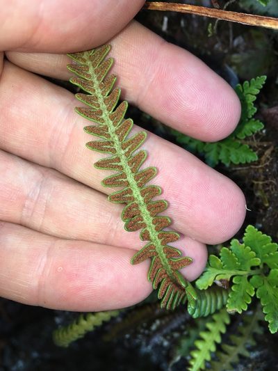 Dasygrammitis crassifrons, photographed by Leon Perrie